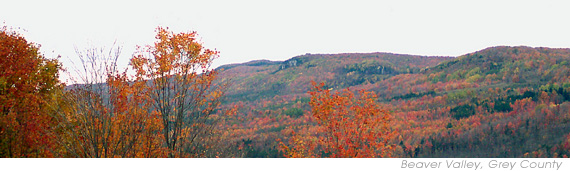 Fall Colours in the Beaver Valley